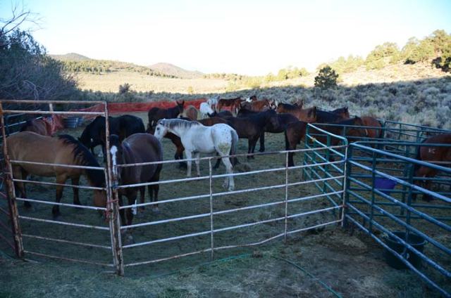 Our horses wait for breakfast as the day breaks.