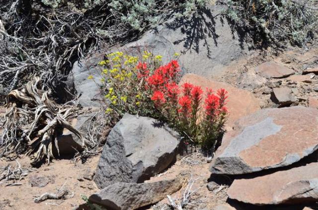 Yellow and red wildflowers at one of our highest elevations.
