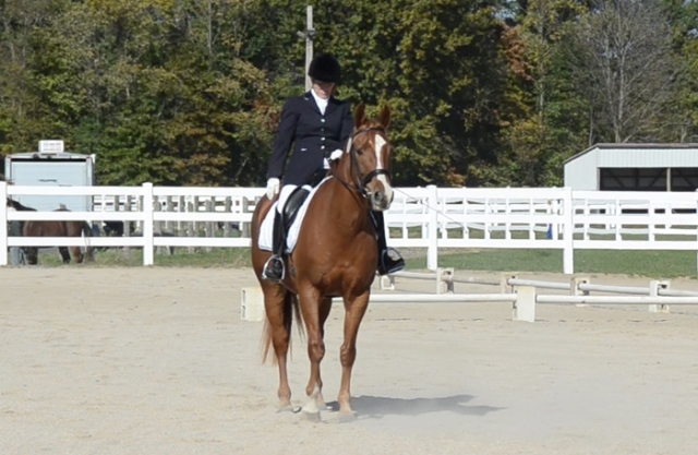 Nice square halt. All four legs directly under the horse, top of the head the highest point, and looking alert.
